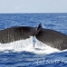 whale_humpback_h_00344_dom2390.jpg